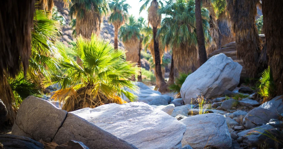 Outdoor Adventures in Palm Springs: Hiking, Biking & Desert Fun